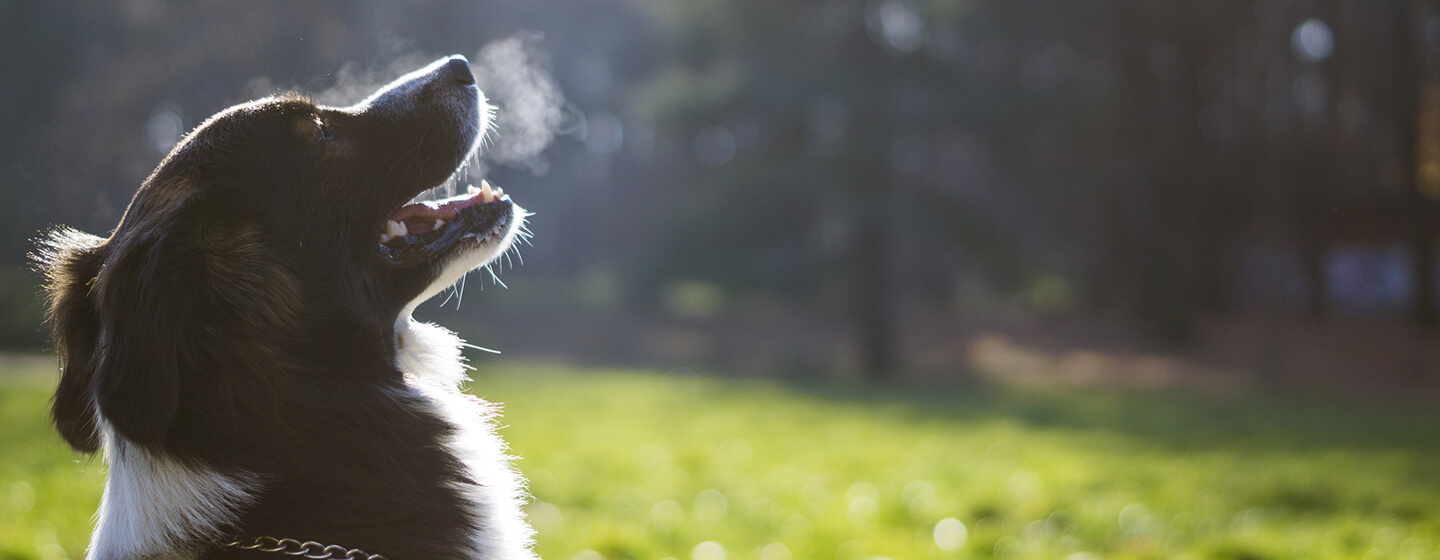 Help with best sale dogs bad breath